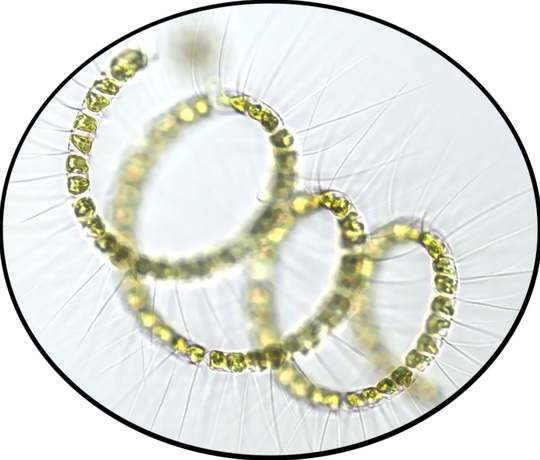 Temperature-Nutrient Interplay